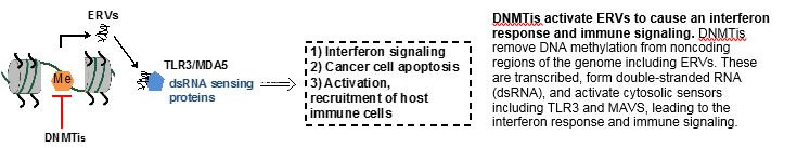 ERVs, M.E., DN MTis, TLR3/MD A5 (dsRNA sensing proteins). DNMTis activate ERVs to cause interferon response.